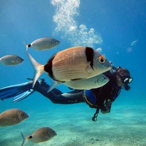 ölüdeniz dalış fiyatı